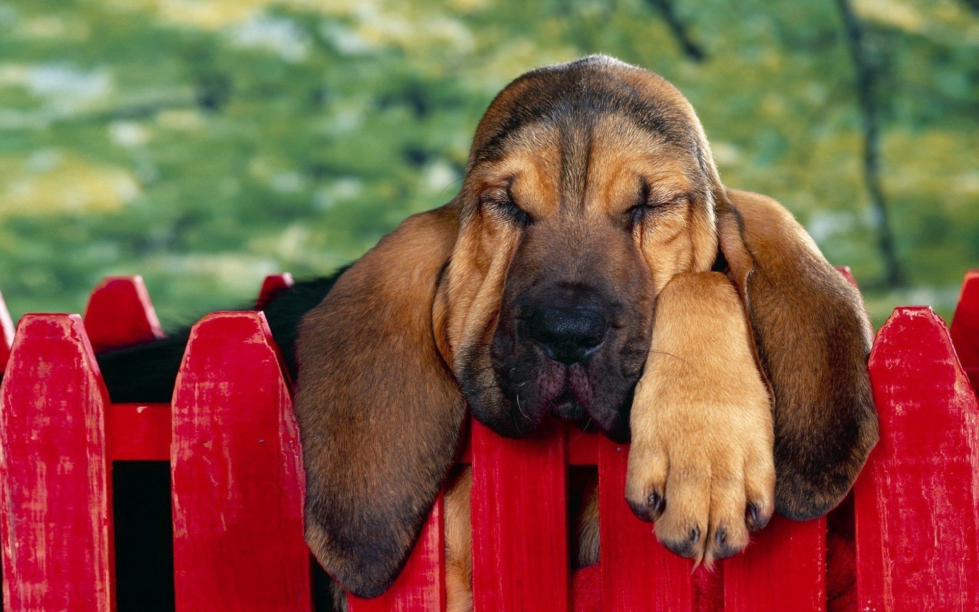 bloodhound oreilles patte museau clôture