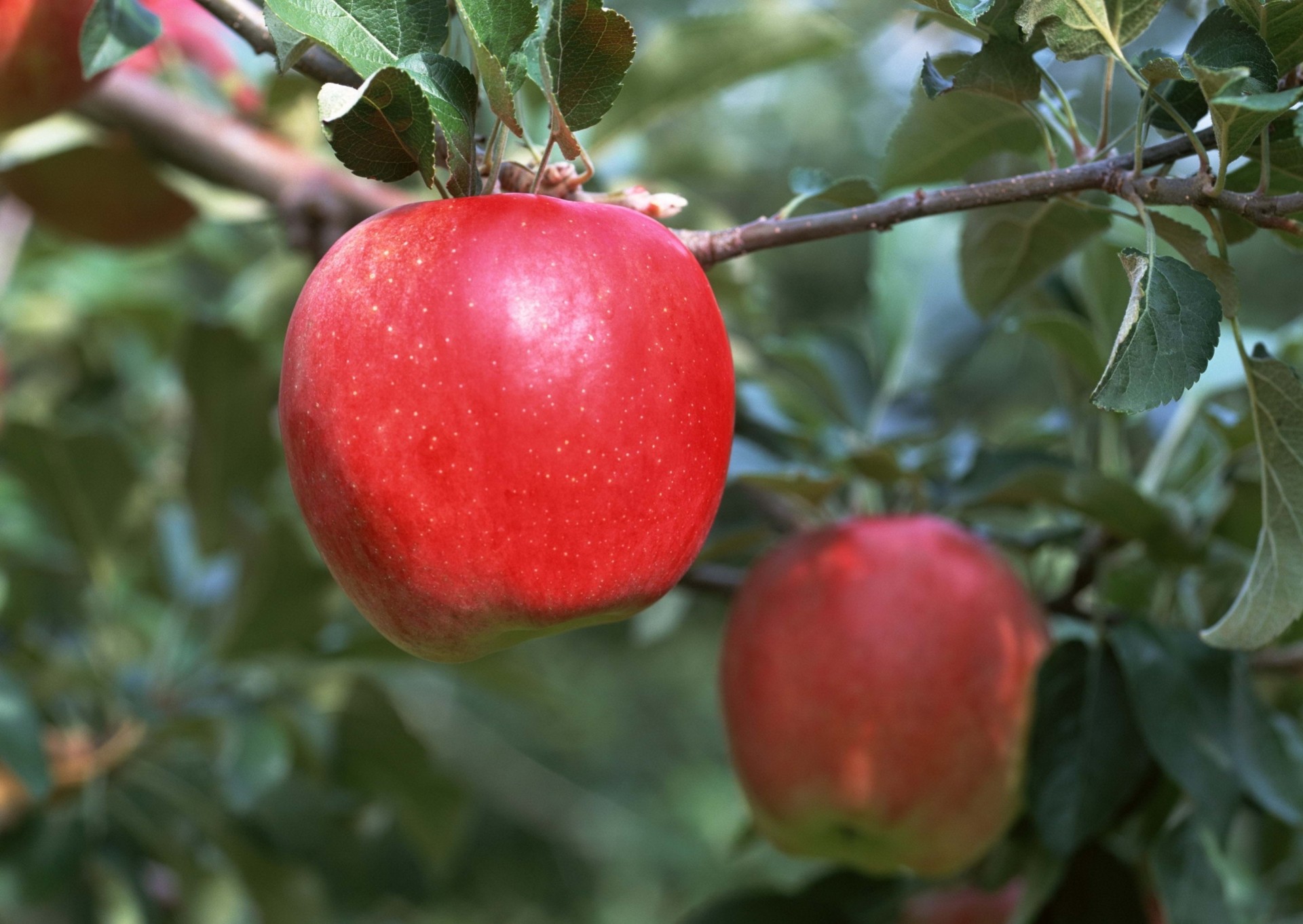 manzana fruta rama