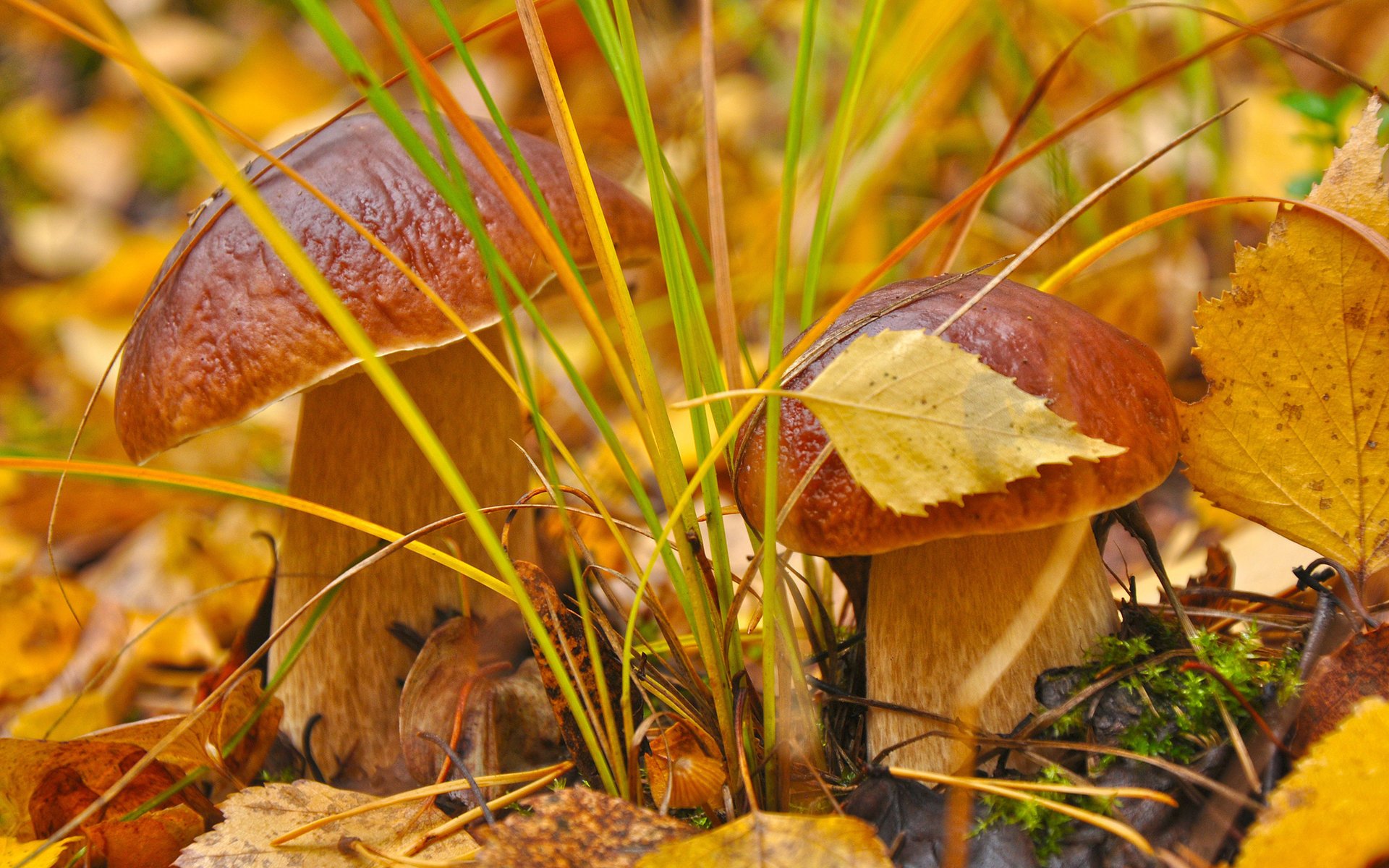 champignons herbe automne feuilles gros plan