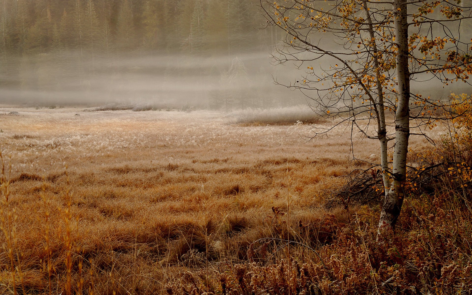 abedul mañana brumosa otoño hierbas abeto neblina bosque