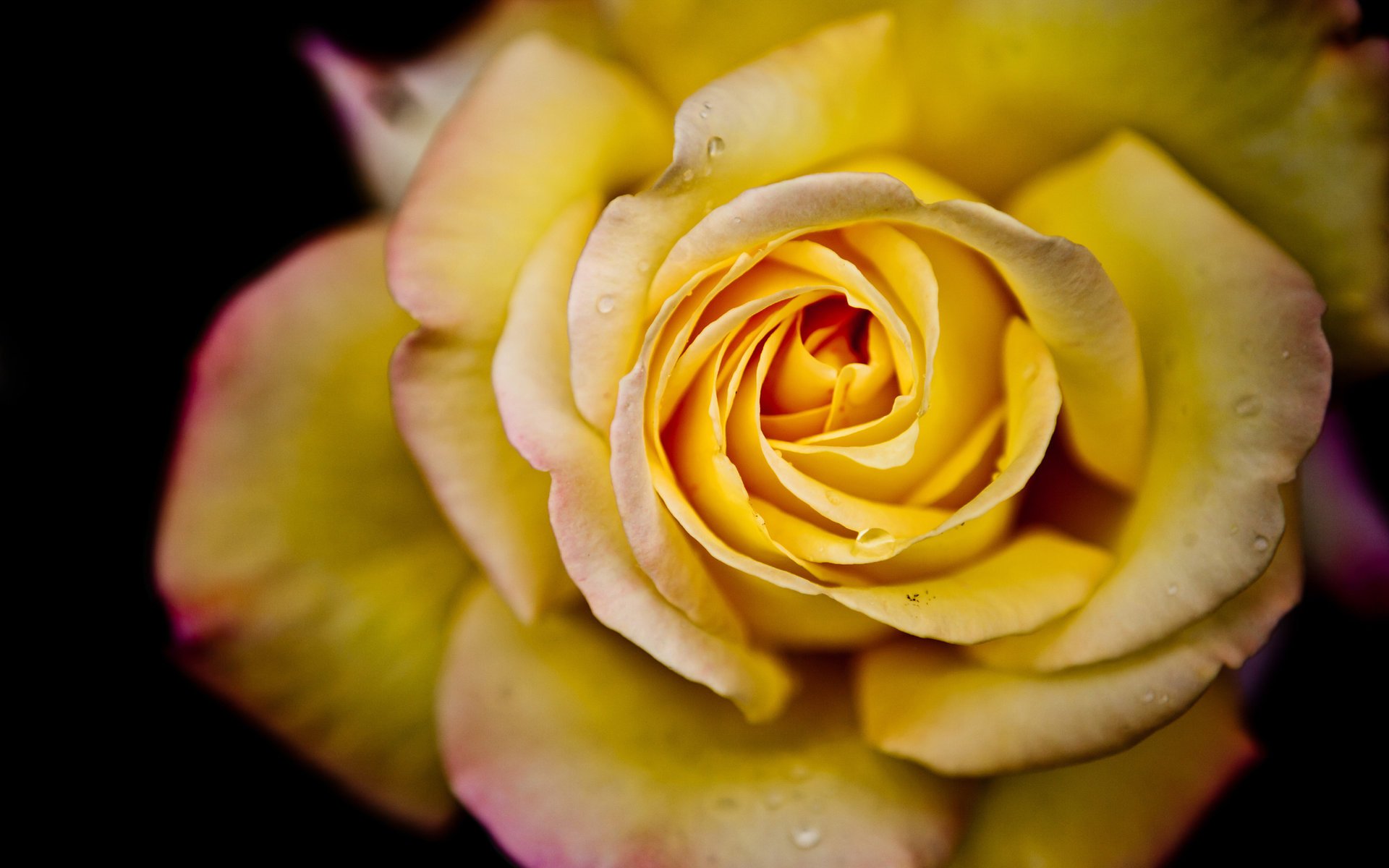 fiore macro petali fiore acqua rosa gocce macro rosa