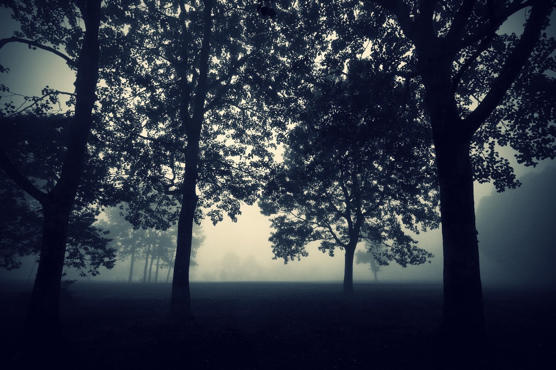 arbres crépuscule mystique obscurité brouillard soir nature