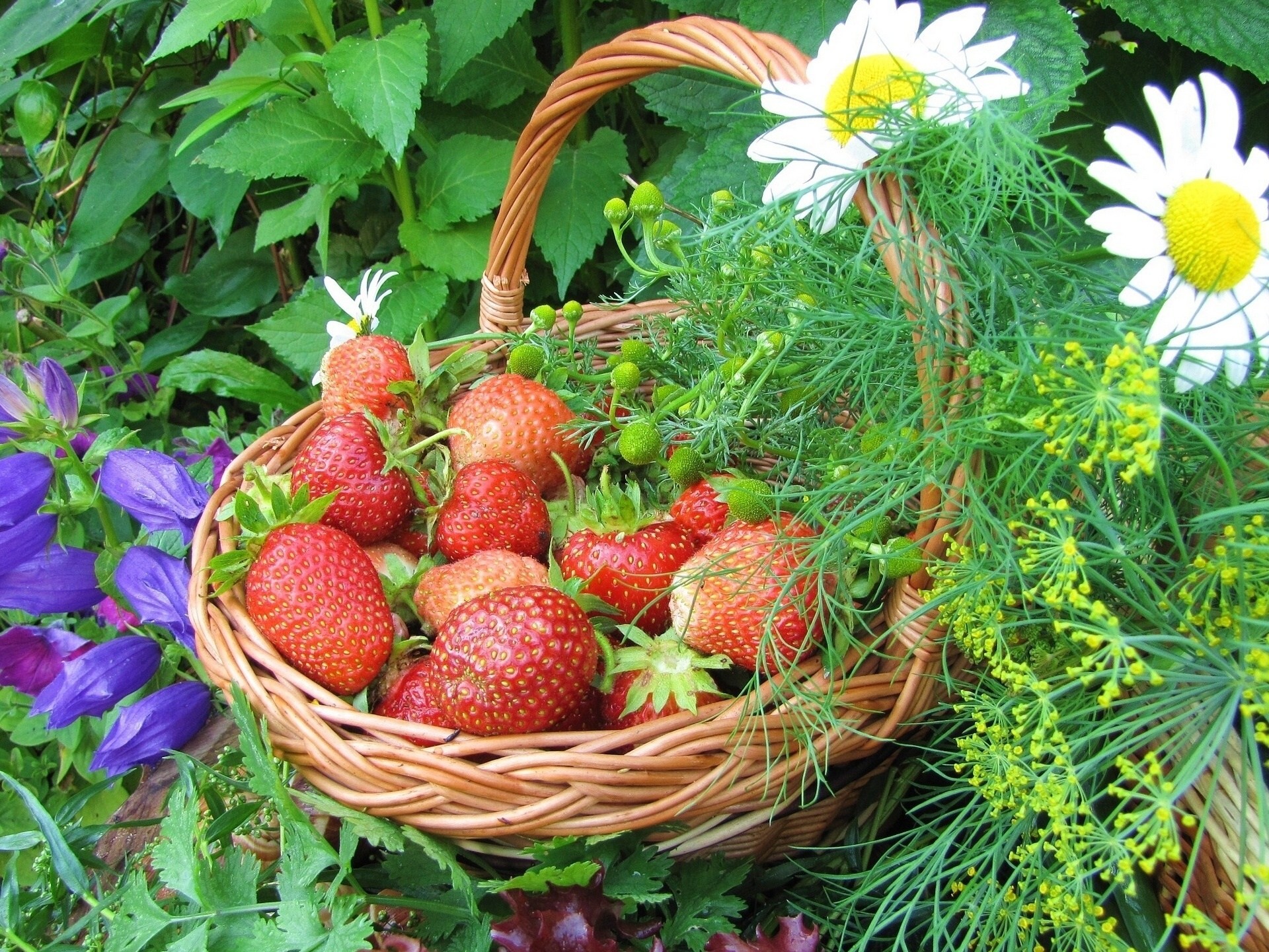 margaritas cesta bayas fresas flores