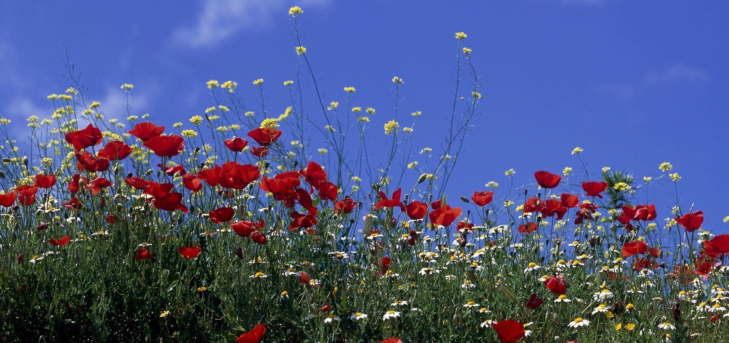 amapolas flores campo sol cielo margaritas