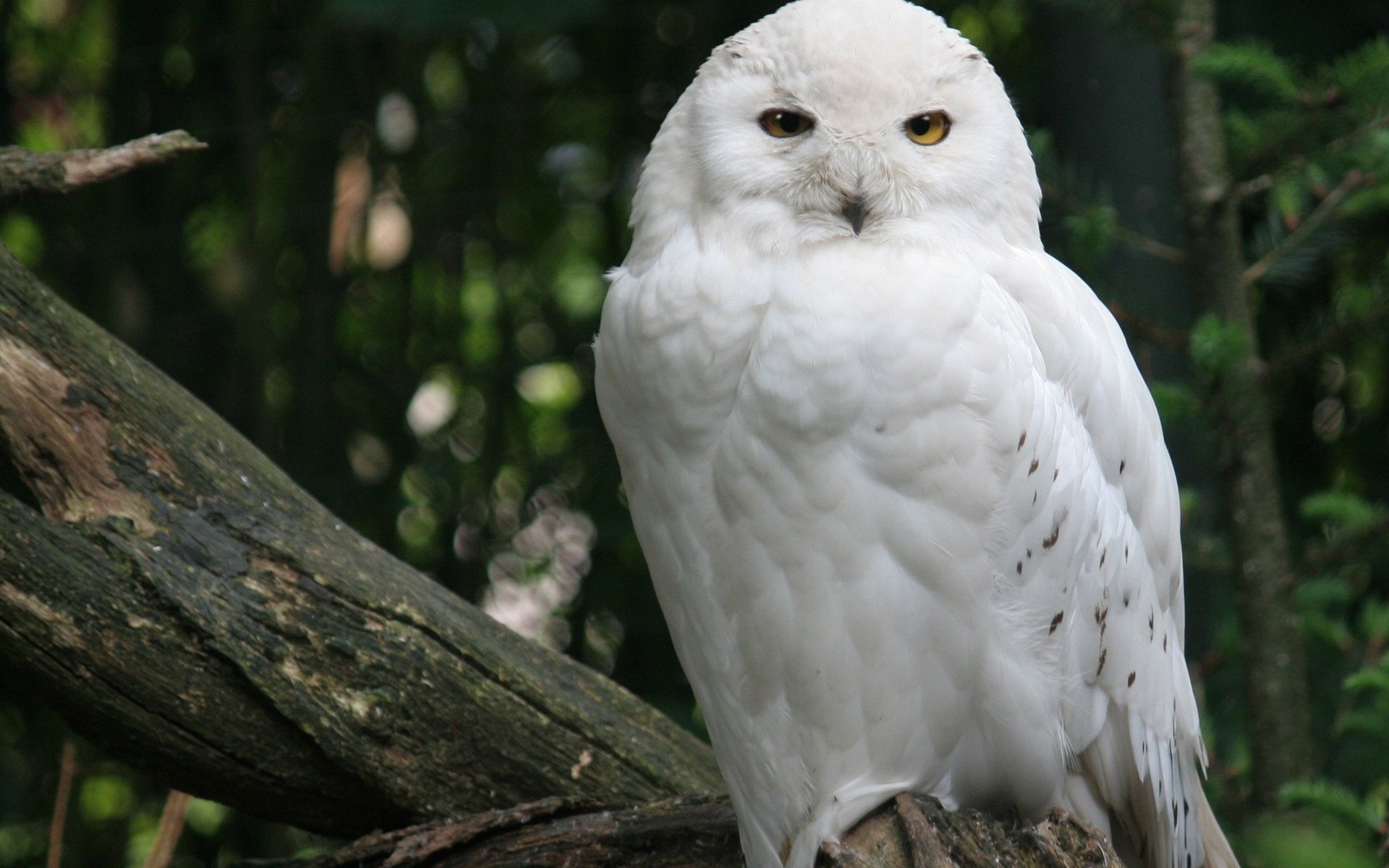 hibou des neiges blanc forêt oiseau arbre