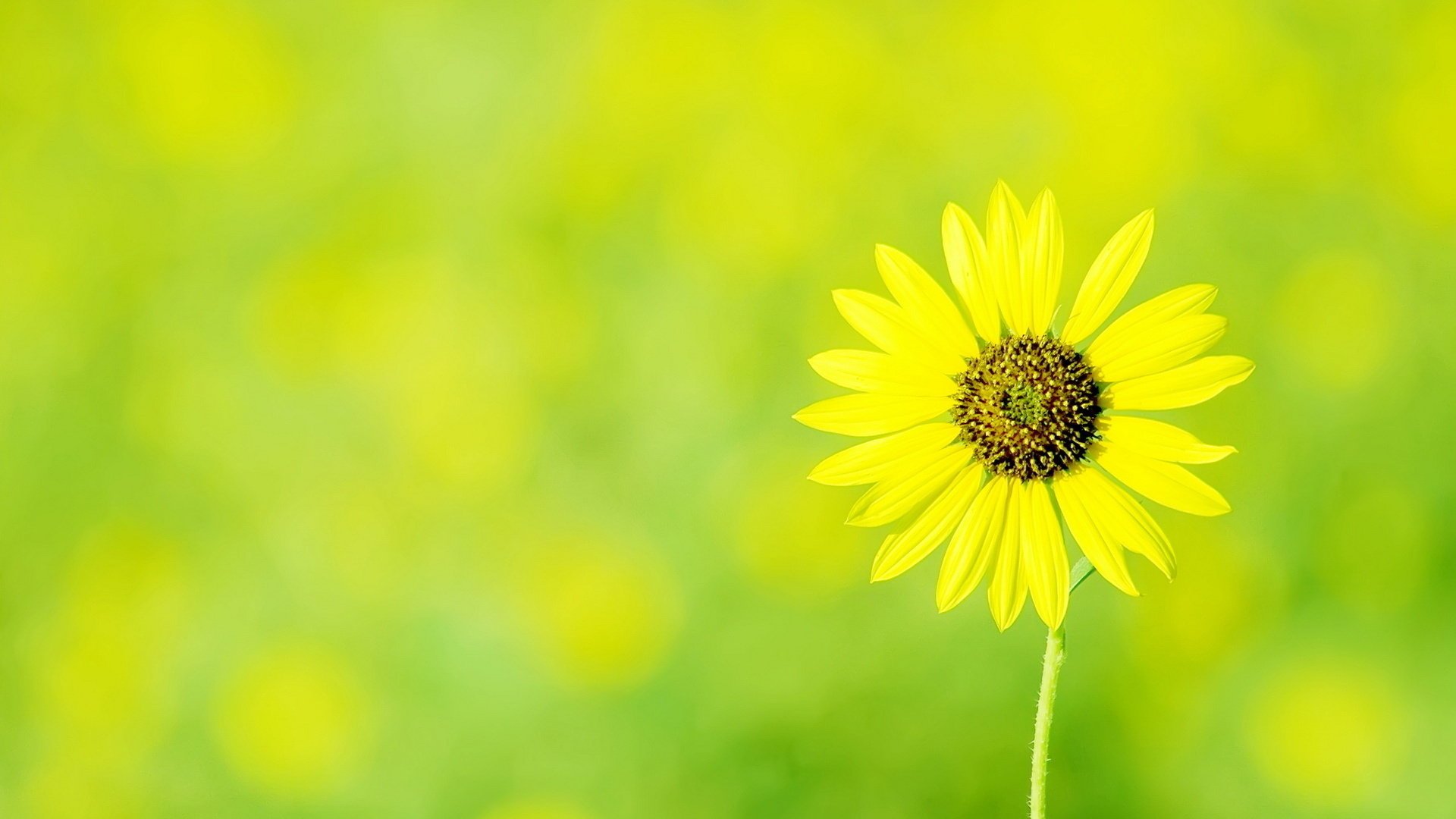 fleur marguerite jaune fleurs fond vert