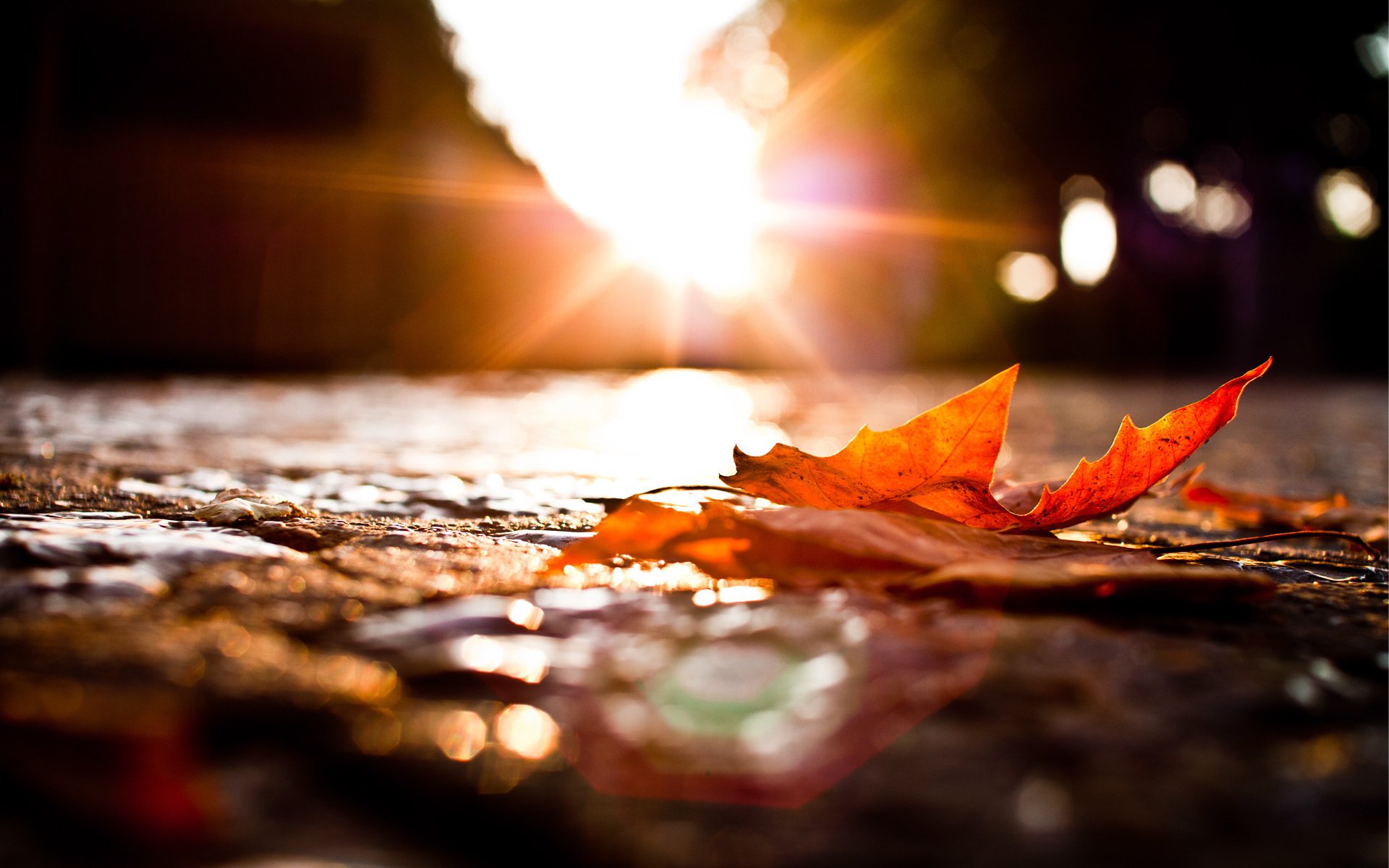 heet lights road autumn macro fallen