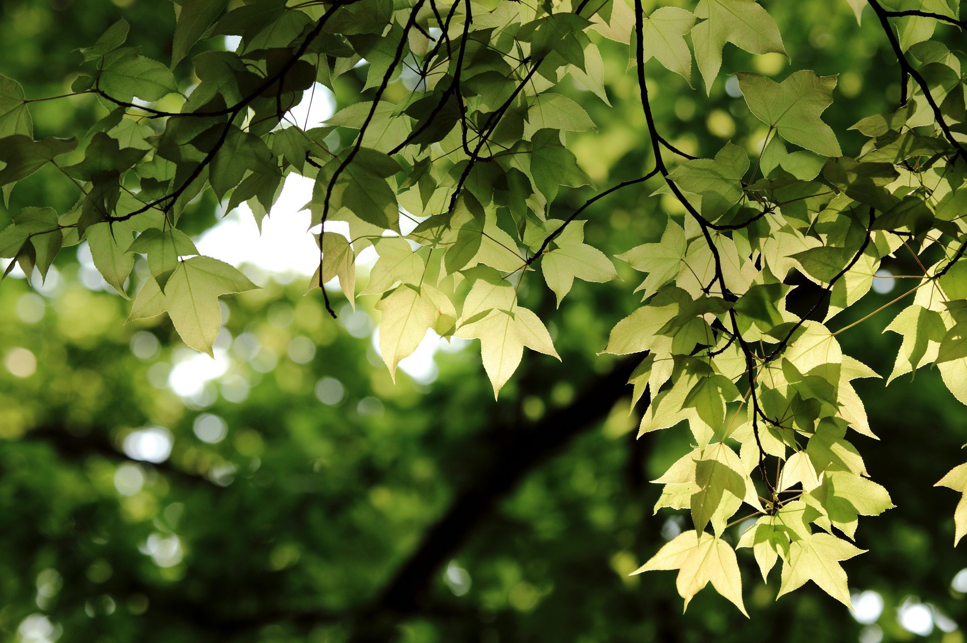 branch leaves bokeh branches green