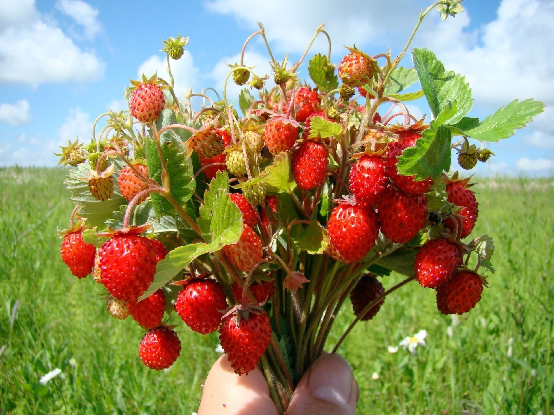 fresas bayas ramo