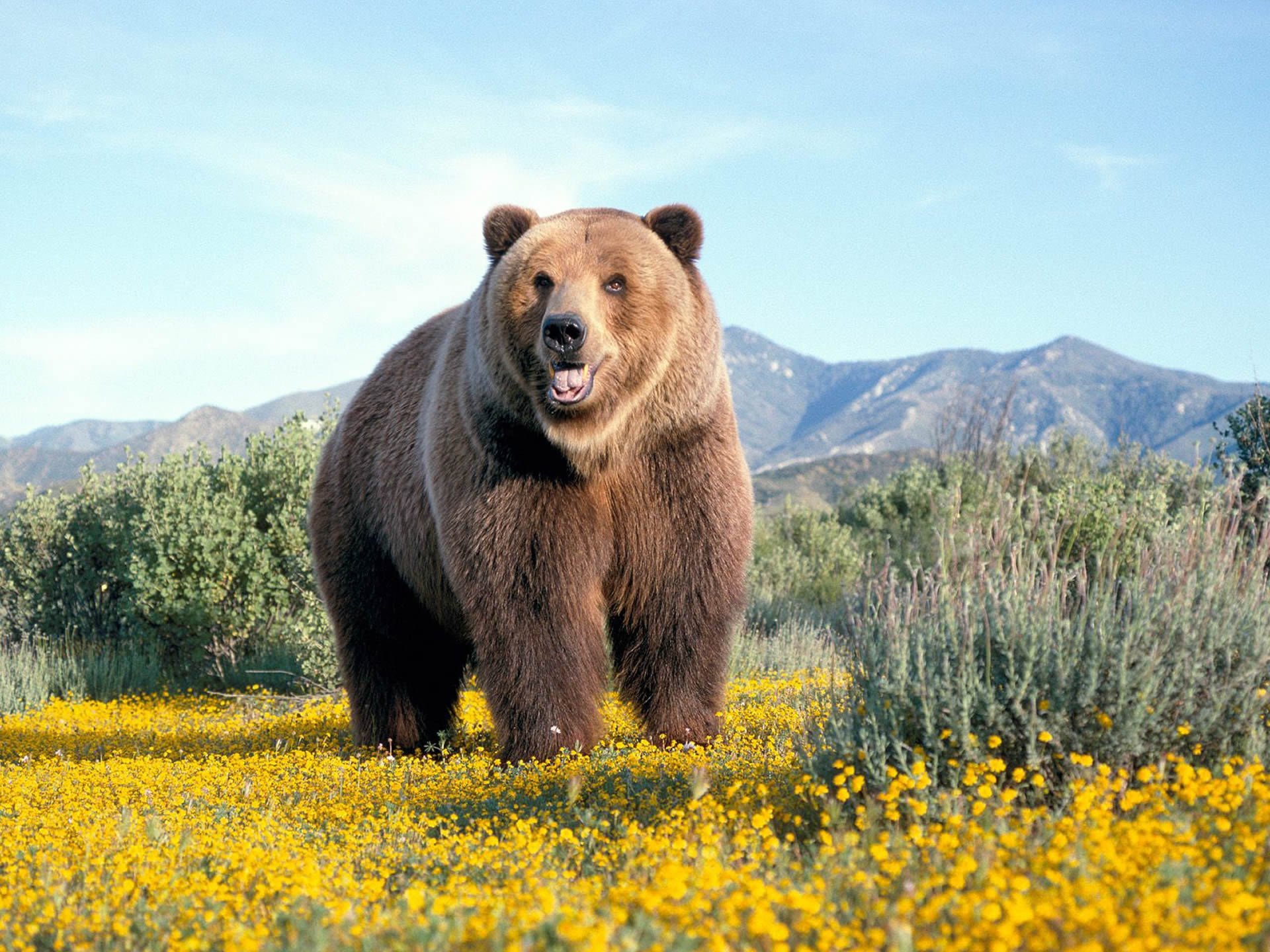 misha orso orsacchiotto montagna campo wallpaper margherite carta da parati