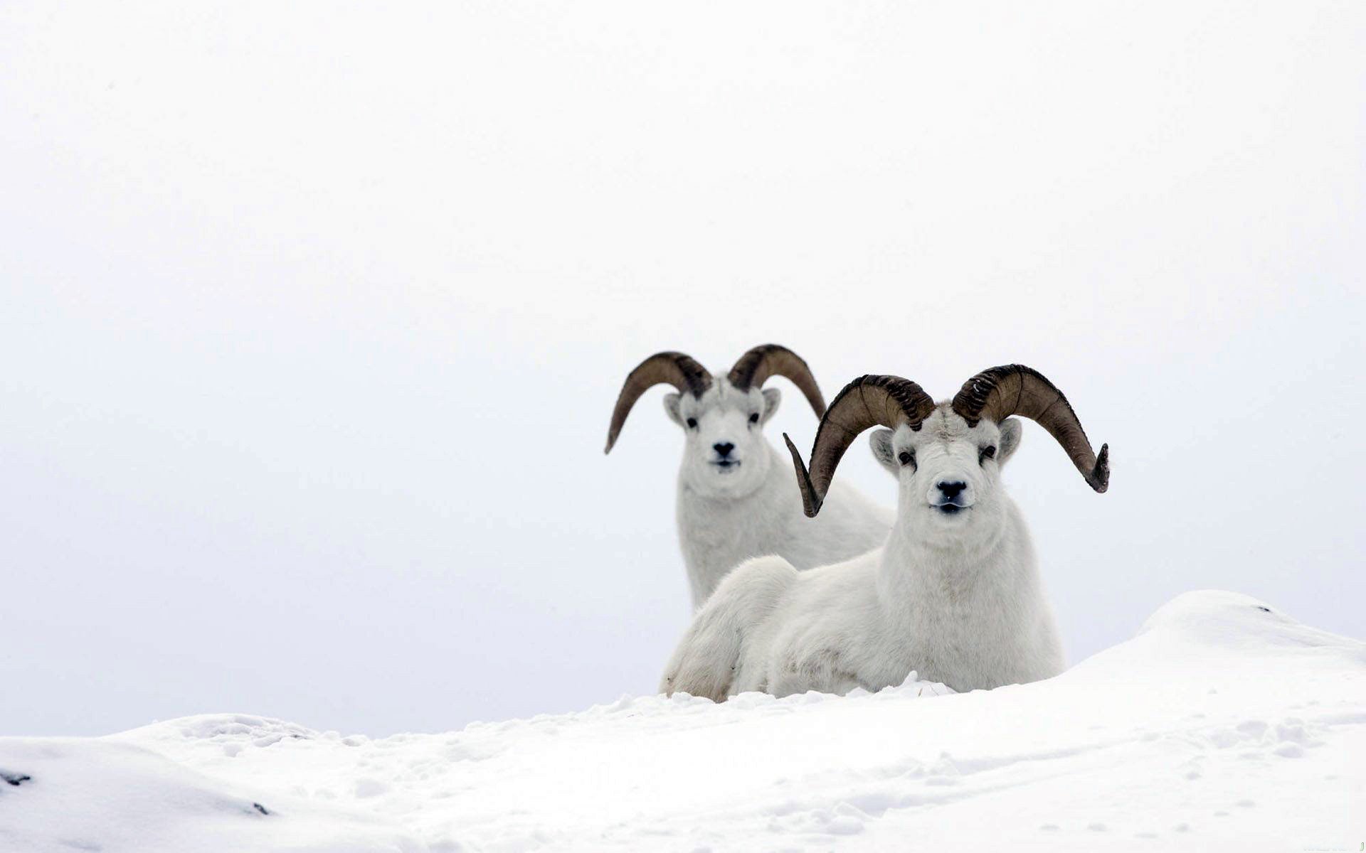 montone pecora ram di montagna bianco neve