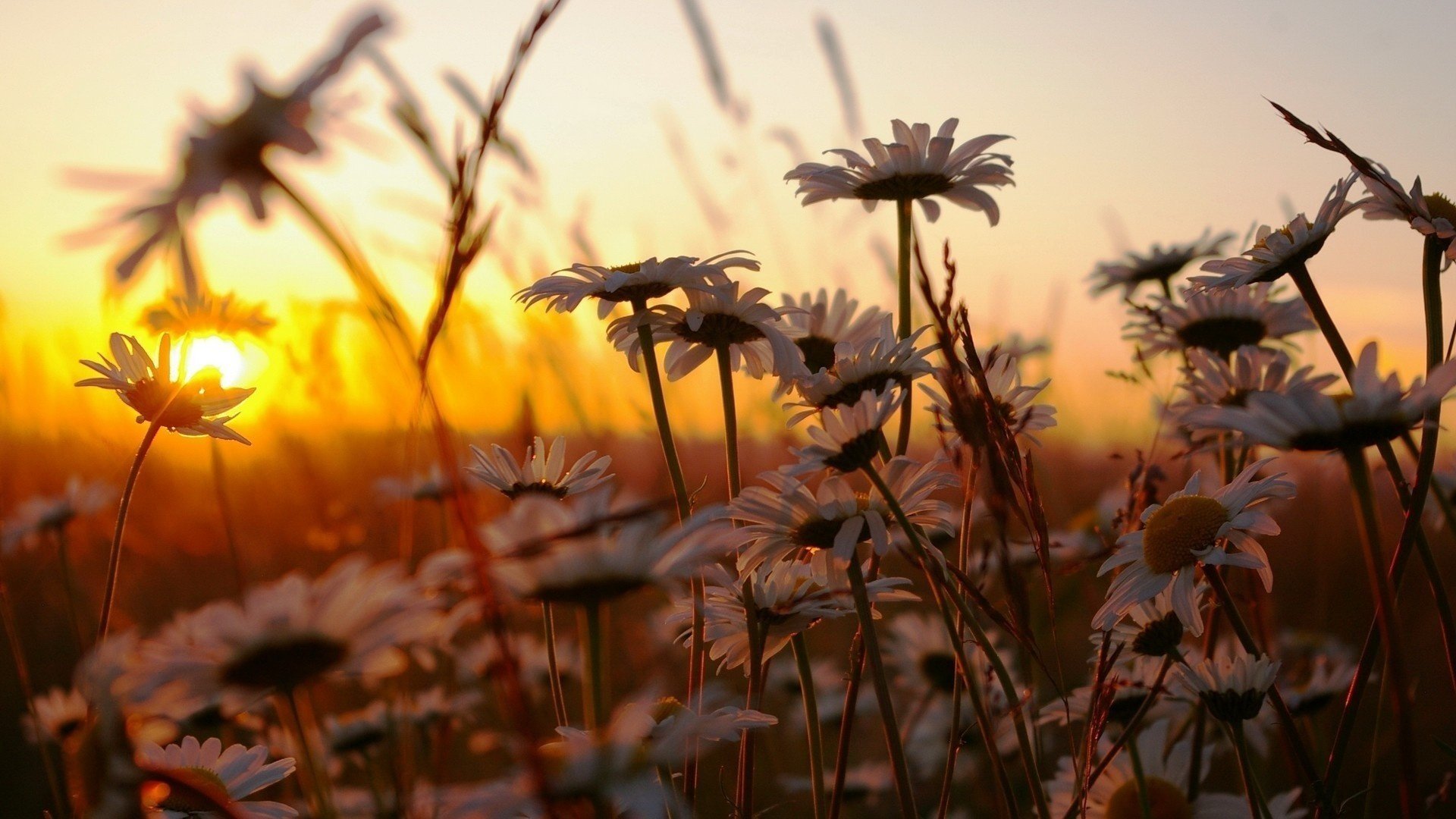 grass sunset nature chamomile flower