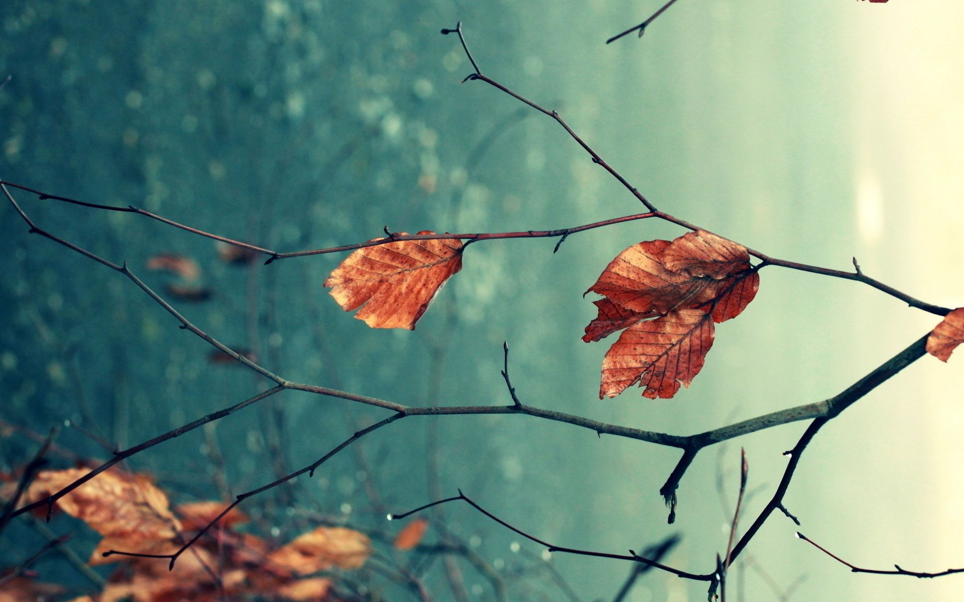 natur makro blätter herbst zweige