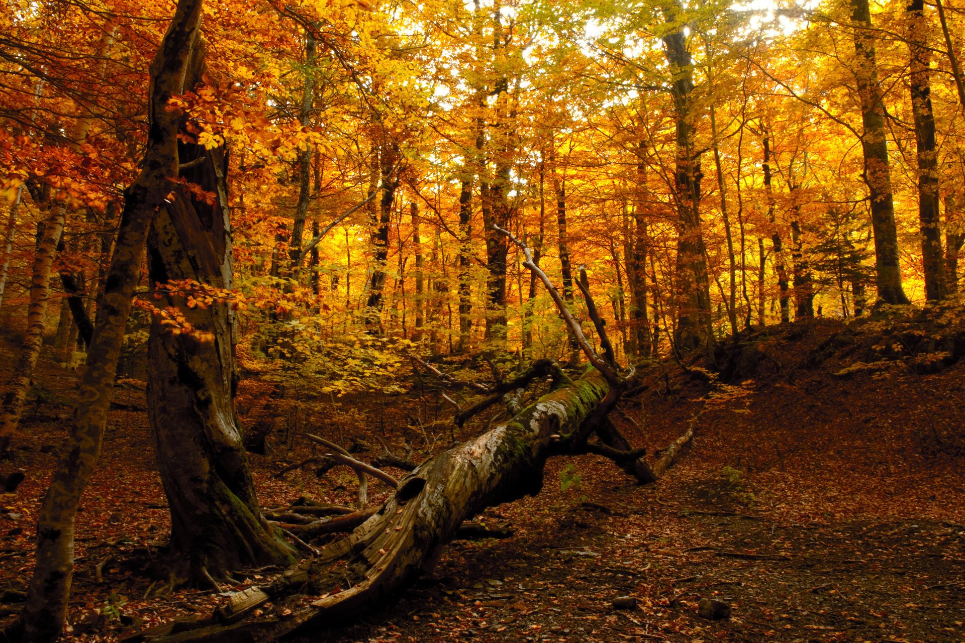 natur wald herbst baum