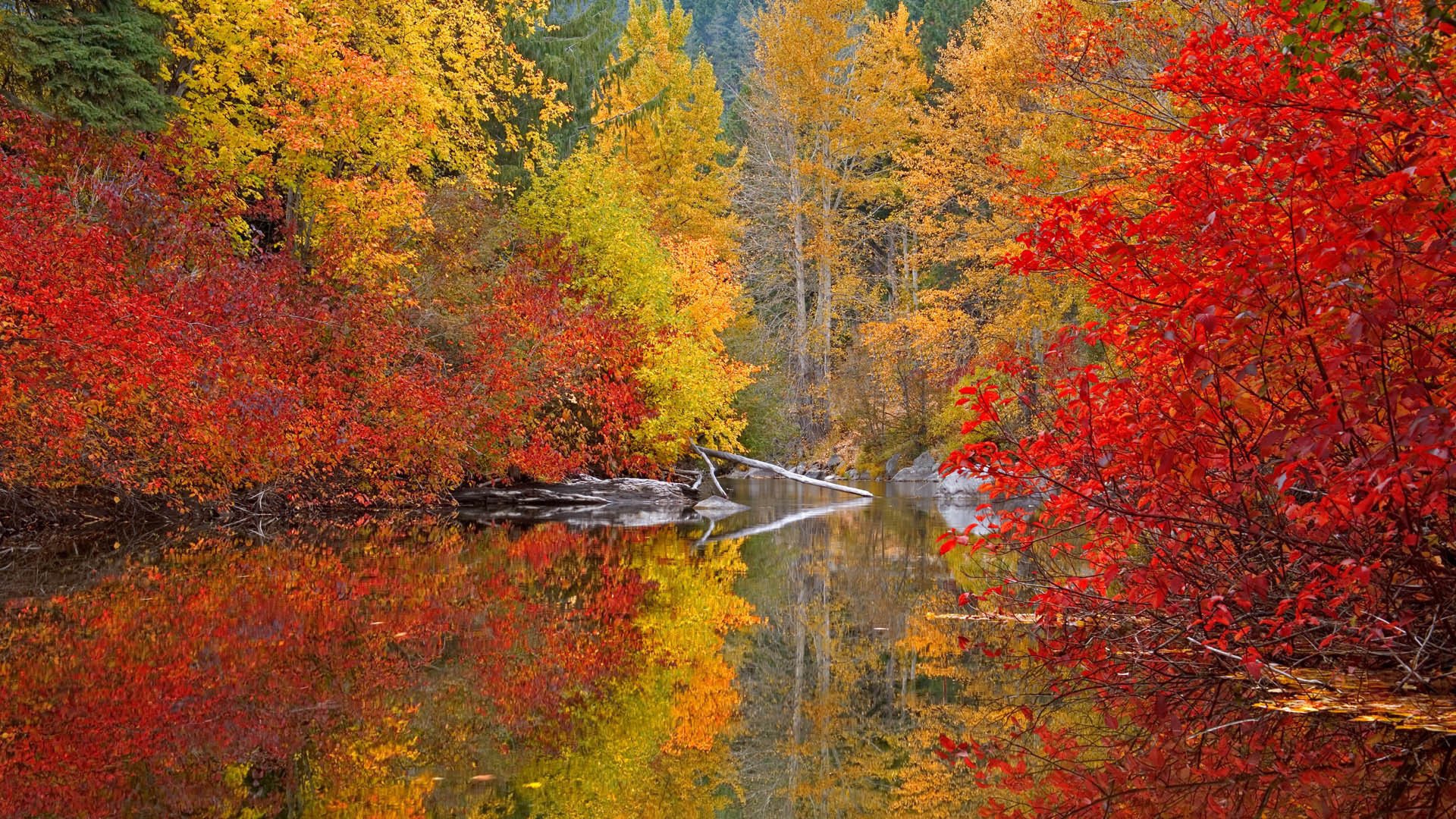 autunno vernice foresta