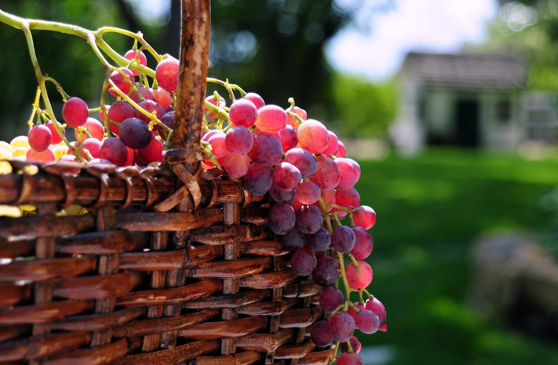 trauben sonne beeren korb