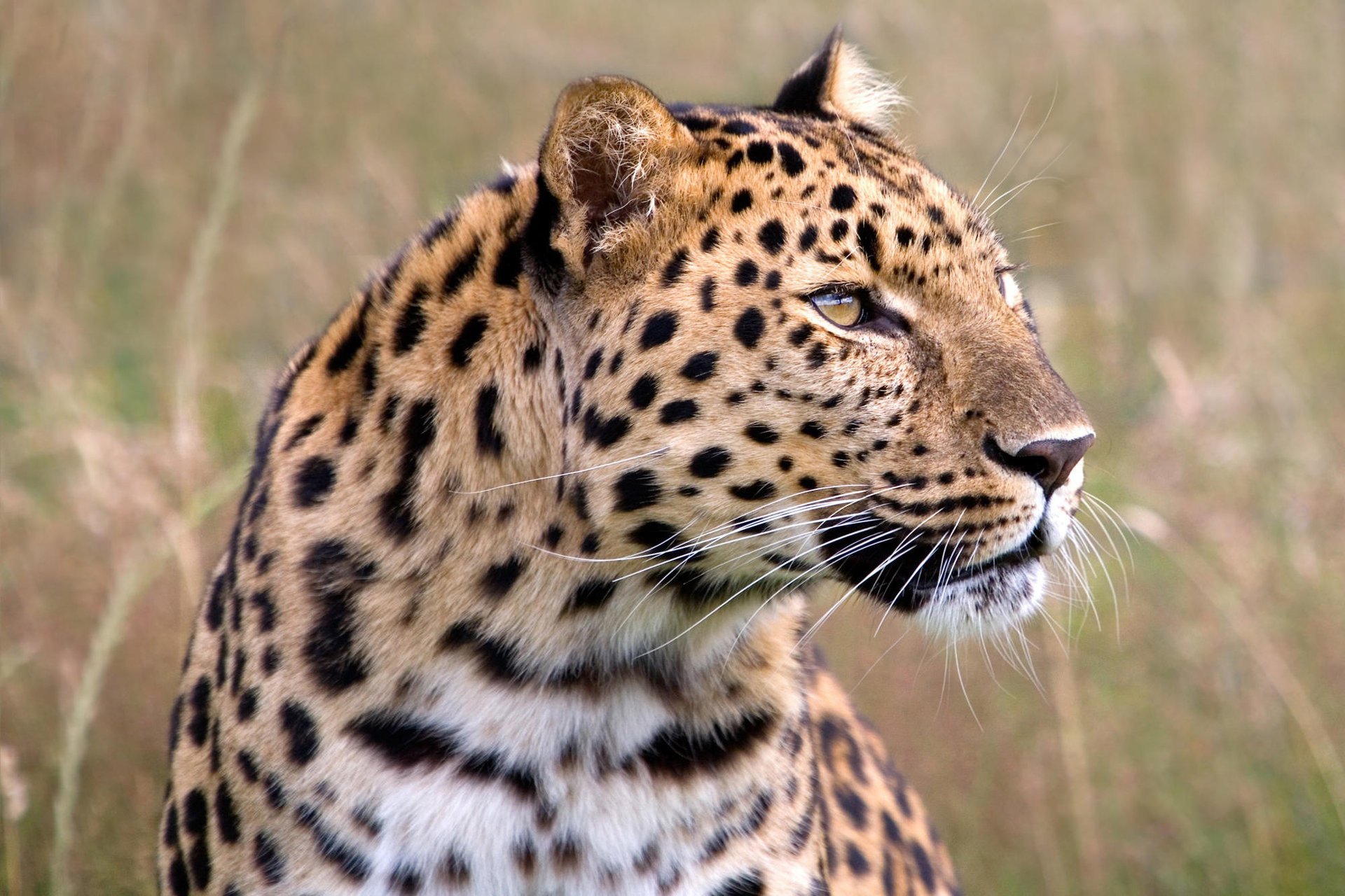 leopardo caza mirada