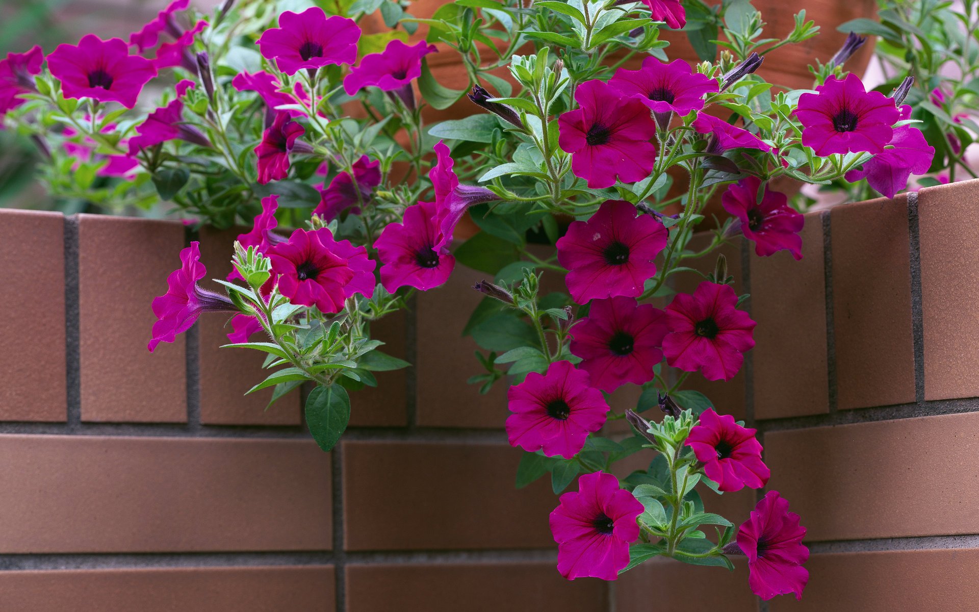 coin fleurs pot brique pétunia