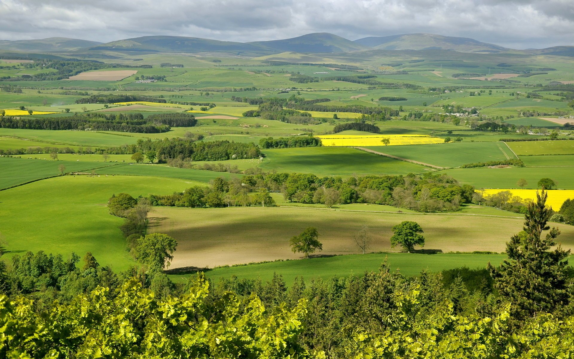 árboles campos valle