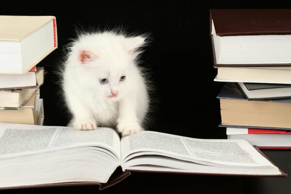 Gatito blanco revisa libros