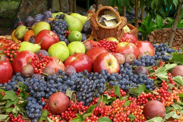 Cosecha de frutas y bayas en la calle