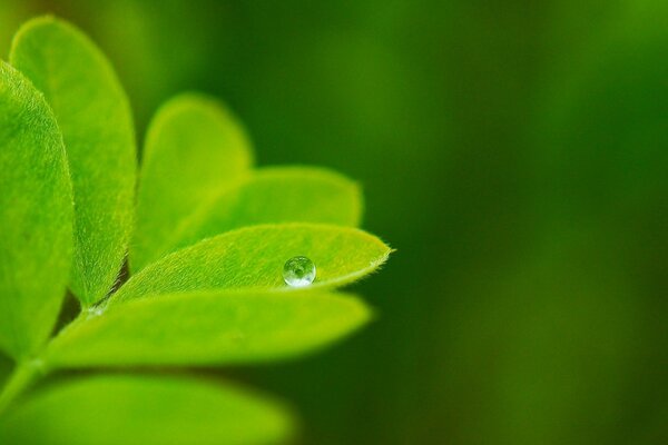 Kapitoshka from a dewdrop on a young leaf