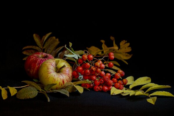 Still life of autumn mountain ash and crispy apples