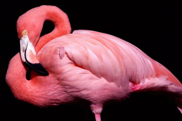 Pink flamingo on a black background