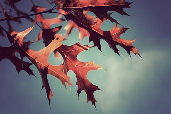 Herbstlaub in Makroaufnahmen