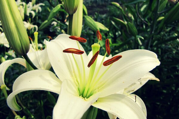 The Queen of Flowers is a mesmerizing white lily