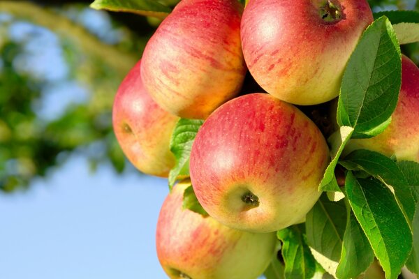 Reife Äpfel auf einem Zweig mit grünen Blättern