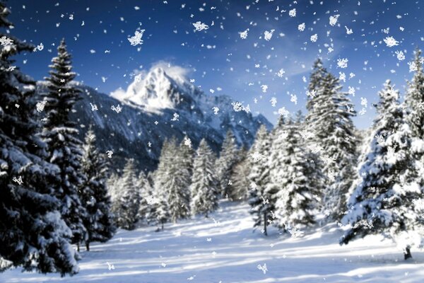 Chutes de neige dans la forêt enneigée dans les montagnes