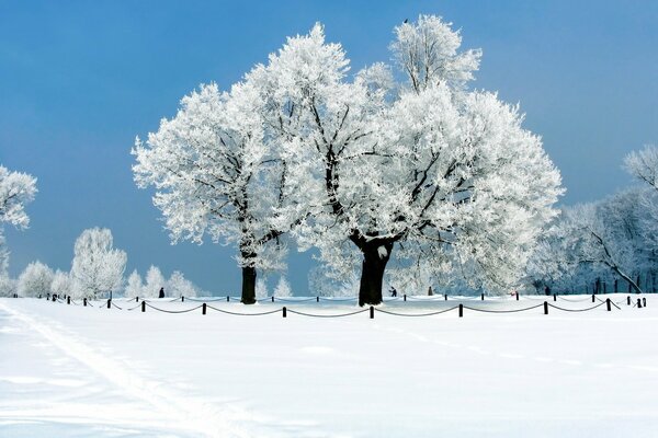 Hermoso árbol cubierto de nieve y cielo despejado