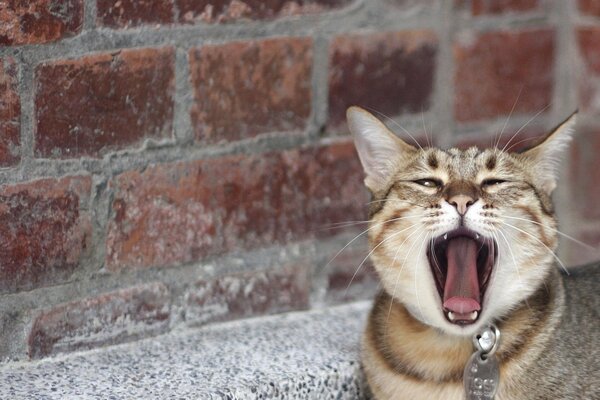 A locked cat yawns out of boredom