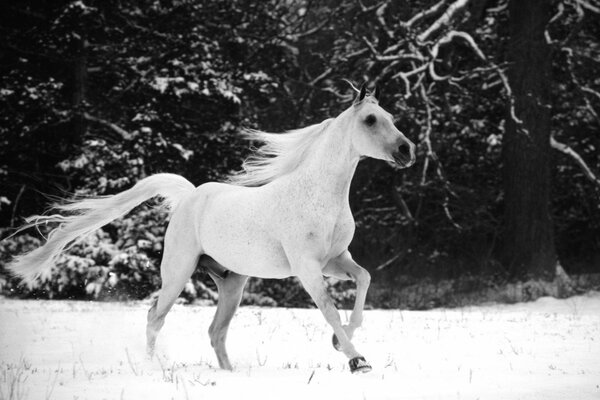 Cavallo bianco che corre su un campo di neve