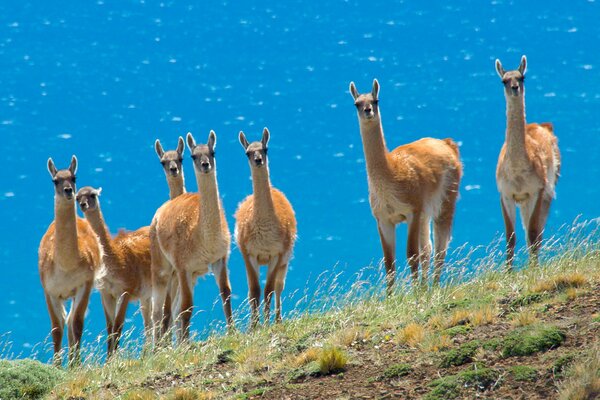 Mandria di lama curiosi sullo sfondo della steppa e del mare