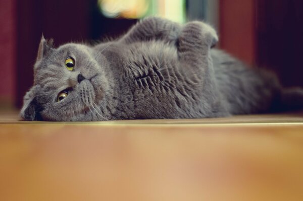 Insolent chaton se repose après avoir mangé