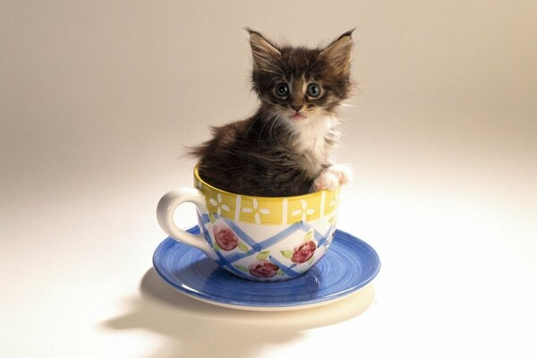 Chaton qui est assis dans une tasse avec une soucoupe