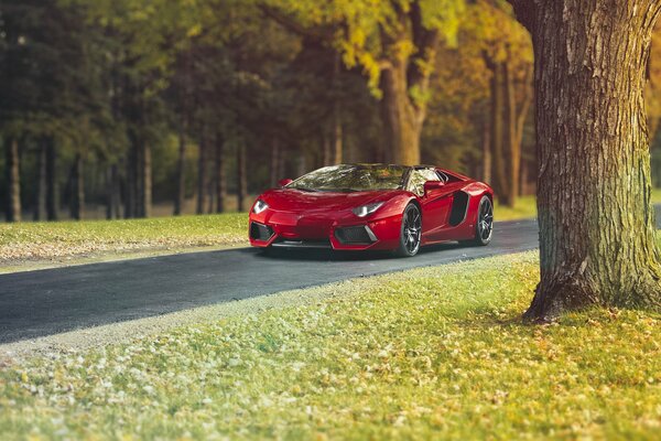 Red Lamborghini on a forest background