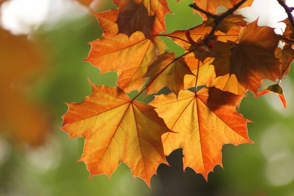 Feuilles d érable d automne accrochées à une branche