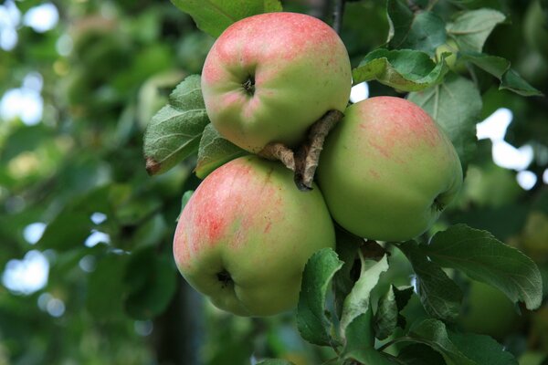 Manzanas en una rama en un huerto de manzanas