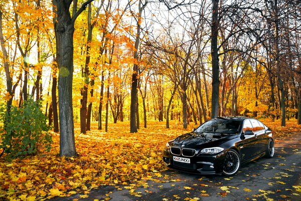 Voiture noire dans le feuillage d or