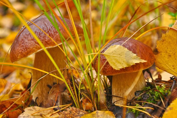 Makroaufnahme von Herbstblättern und Pilzen im Gras