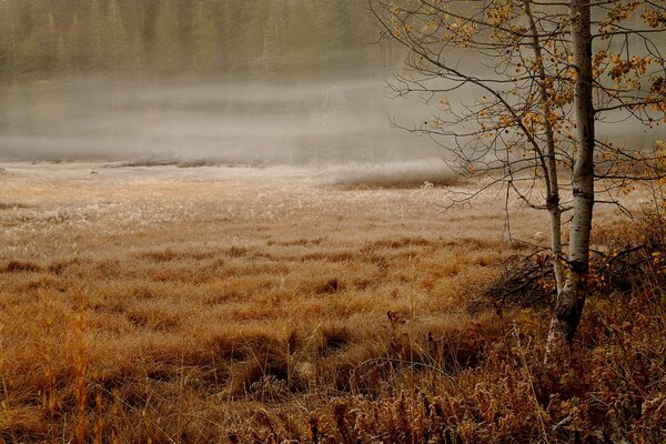 Matin d automne brumeux dans la forêt