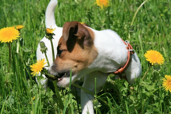 Cachorro Jack Russell mordiendo dientes de León