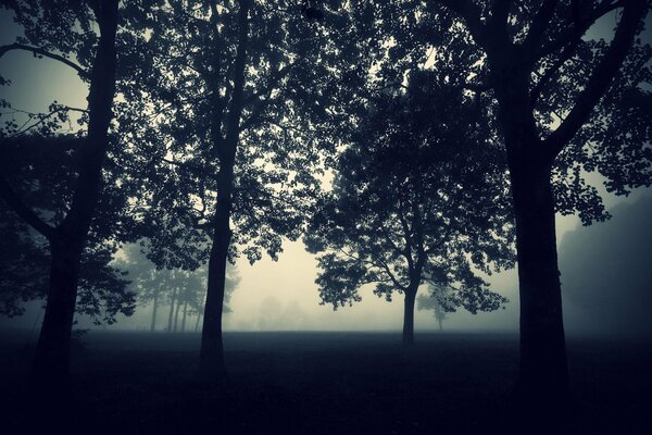 Una serata mistica tra gli alberi nella nebbia