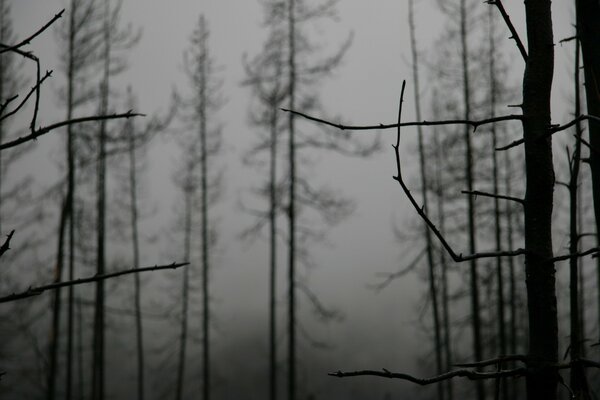 Düsterer Wald im Nebel