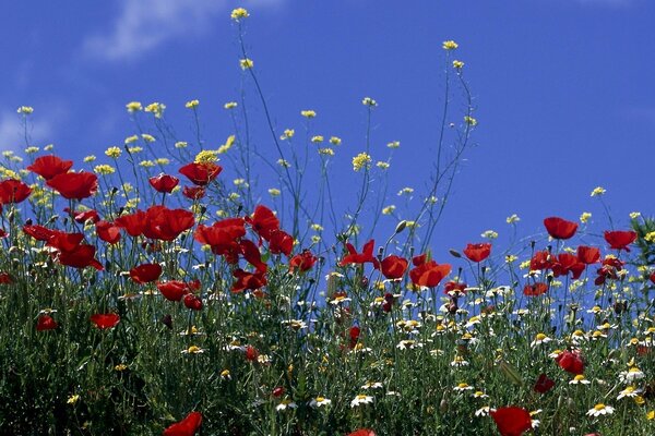 Belle clairière ensoleillée avec des fleurs de Prairie