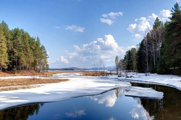 Frühlingslandschaft. Weihnachtsbäume am See