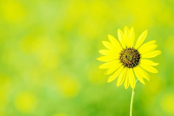 Einsame gelbe Löwenzahnblume